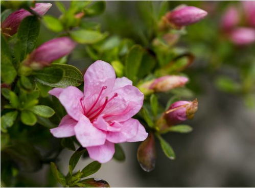 春天花卉盛宴：樱花和杜鹃花