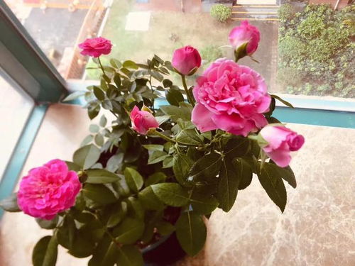 今天给大家推荐适合阳台党种植的月季品种。