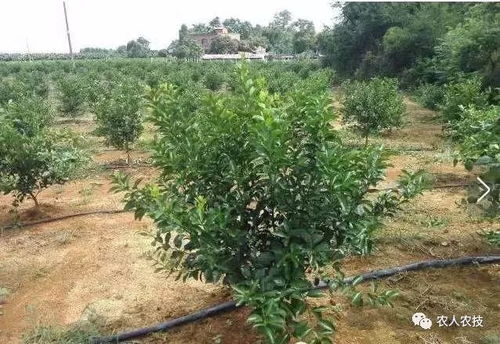 桂花修剪整形技术中，如何根据树形和生长习性进行合理修剪以达到最佳观赏效果