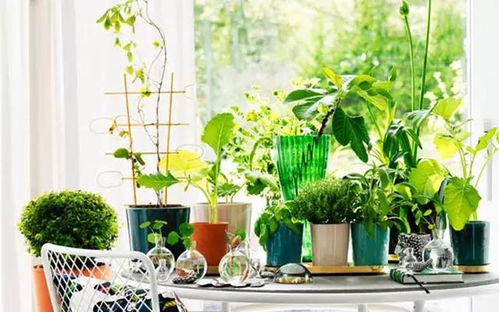 植物的成长奥秘