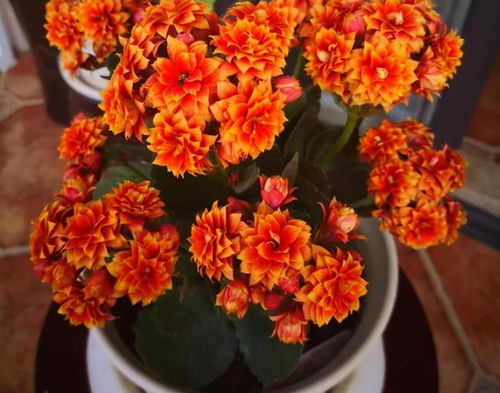 预算有限？选择价格实惠的鲜花品种