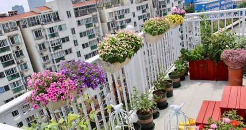 观叶植物，绿色永恒，净化空气