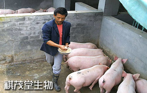 优化分娩环境，降低乳猪被压风险