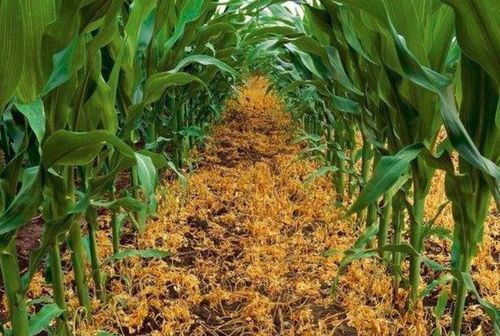 注意事项， 混合使用也要讲究方法