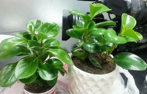 室内耐阴植物：适合没有太多阳光的家居