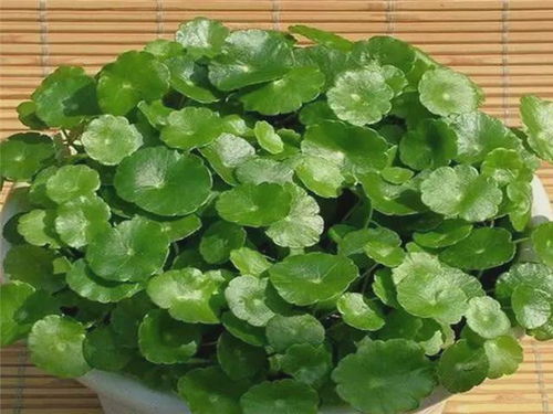铜钱草蔫了怎么办？如何处理使其恢复生机
