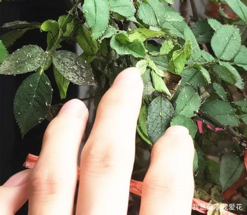 黄板诱杀大揭秘