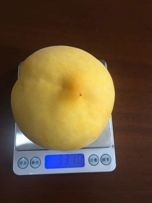 黄桃树苗选什么品种好？这几种既好吃又高产