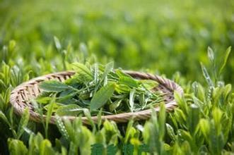 自生草籽的养护