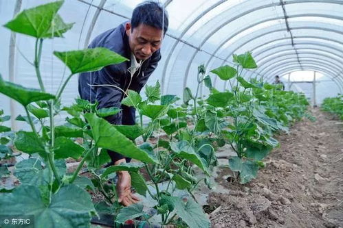 小麦全营养作物增产套餐推荐