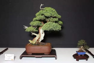 禅意景观：植物的运用