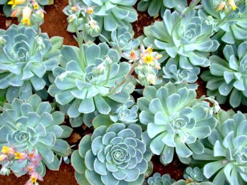 蓝藻，古老的生命