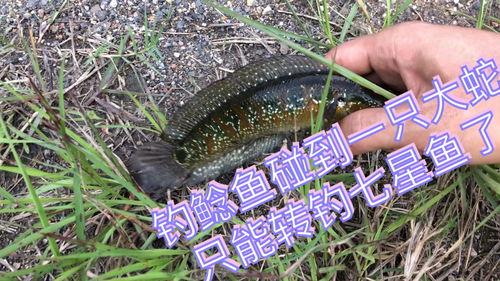 养蛇存在潜在风险，需谨慎对待