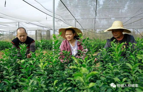 三、Zui受欢迎的苗木品种