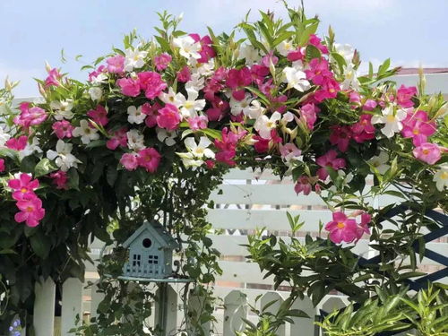飘香藤：爆款花卉，香飘四季，家居必备！