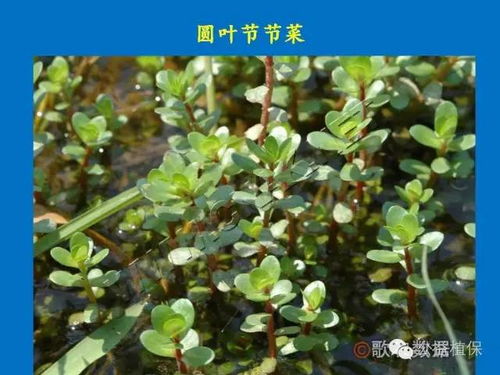 水稻田里的杂草，你了解多少这个？
