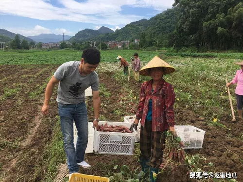 种甜地丁， 跨区照搬种植方案，简直是给地里撒钱听响儿