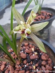 种植蝴蝶兰的初探：一亩成本揭秘