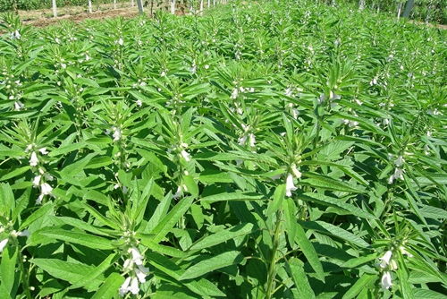 什么季节种植芝麻最适宜，芝麻的种植时间和生长期分别是多久