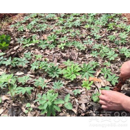 老药农的土法破皮