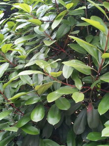 红叶石楠叶子变红之谜