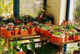 二、 微型月季的神奇魅力