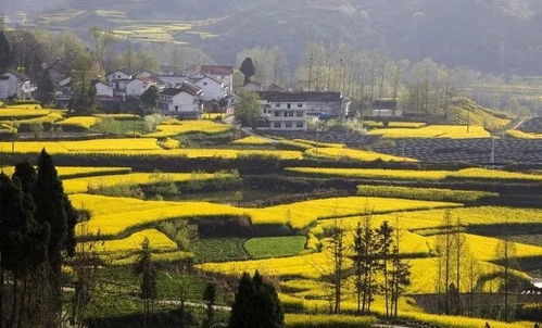 花香四溢，美得令人陶醉