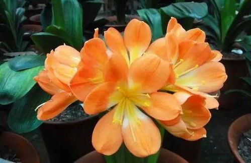 家里养菊花可行吗？听听养花达人怎么说