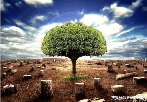 树木的成长与森林的变化