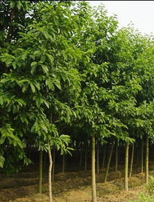 宜宾香樟树种子，多少钱一斤？本地推荐告诉你！