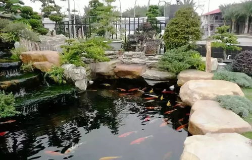 水之女神——睡莲