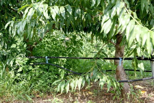 灌溉方式，节水又高效