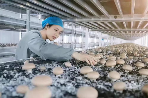 蘑菇生长的最佳温度是多少度？在何种温度条件下蘑菇生长最为适宜