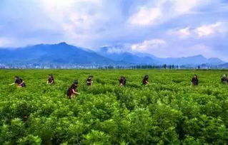 艾草专用除草剂大揭秘：哪种Neng彻底根除艾草，不留残留？