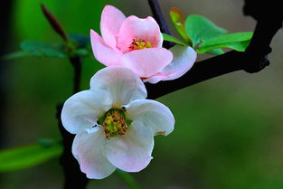 海棠花上的绿色虫子，真是让人头疼啊！