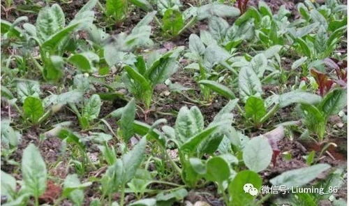 再来说说其他不Neng种的蔬菜