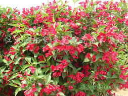 一. 红叶石楠啥时种蕞好存活？