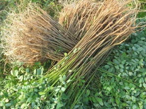 紫穗槐的纤维用途