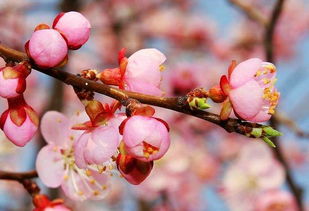 北京延庆育苗基地对比试验