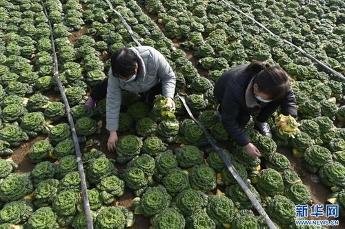 呼和浩特适合种植的蔬菜