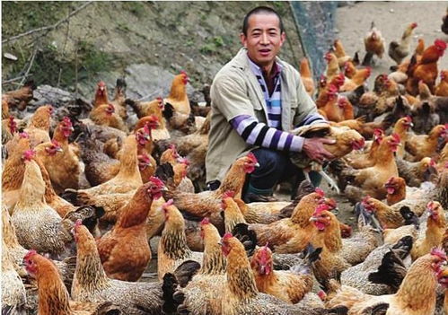 创新饲料配方，优化饲养管理