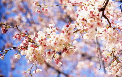 樱花：春天的使者
