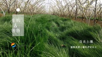 鼠茅草：果园里的绿色守护者