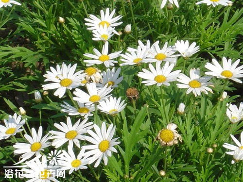 区分白晶菊和其他花卉