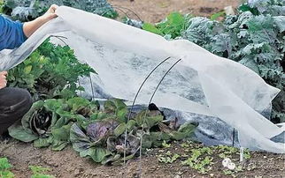 树木种植的土层厚度