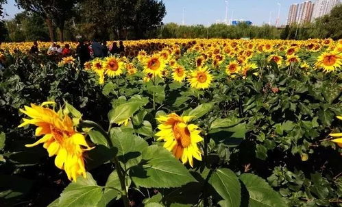 油葵种植技巧大揭秘：避免常见误区，提升花卉品质！