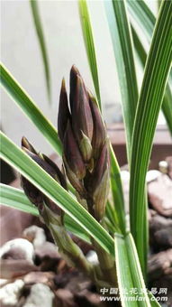 排铃期：保持环境稳定， 让花苞慢慢开