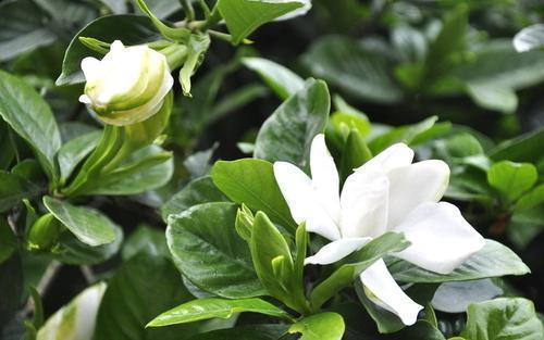 栀子花施肥， 选对肥料是关键