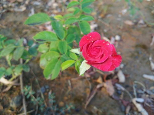 秋季种植的时机