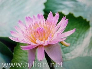 水生花卉大全，你见过哪些？